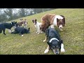 Border collie puppies: play is preparation for work