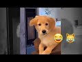 Funny Animal Reactions 2023 |Best Caught on Camera Animals|Funny Cats Dogs
