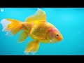 Aquarium 4K VIDEO (ULTRA HD)🐠Tranquil Aquarium Sounds