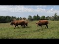 LES PLUS BEAUX VILLAGES DE FRANCE - SALERS - Cantal - Visite