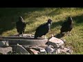 Buzzards. #birds #animals #shortvideo #shorts