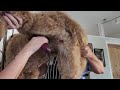 How to Groom Your Australian Labradoodle at Home - A Complete Full Body Grooming Tutorial