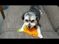 にんじんのおもちゃで歯磨きするミックス犬🥕