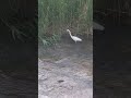 #중대백로 #white #heron #egret  #별빛내린천