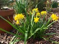 Spring flowers🌱🌷🌸, front yard walk.