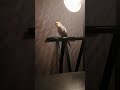 Cockatiel whistling your worries away