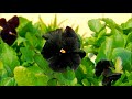 Hybrid  pansies. Black and mixed HD