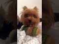 KING THE YORKIE Official is live!