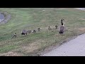 Geese family crossing the road.
