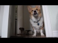 Talking Corgi