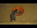 Opossum turn at feed dish 😋 cute face 😊 🐻
