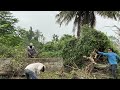 Horrifying to see trees cover abandoned house | Clean up for the environment , Clean up the roof