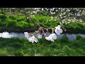 Healing Music Video - cherry blossoms