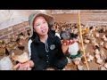 Process Hatching Chicken Eggs and Take Care of Healthy Chicks to Supplies to the Market!