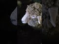 3 baby sheep! 🐑🐑🐑 (2/26/24)