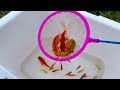 Most Amazing Catch Catfish Nests in Tiny Ponds, Lionhead Goldfish, Baby Turtles | Fishing Videos