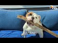 This Bulldog Wants One Thing: The Biggest Stick | The Dodo