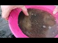 - GOLD Prospecting Weko Beach Michigan - Heidi & Conan Search Sun & Surf for MISSING Black Sand!?!