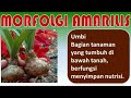 Bunga Amarilis Berbunga Satu Kali Dalam Setahun (Serial Tanaman Hias Part 67)