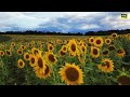 Sonnenblumen | KI am Schnitt | DJI Mini 3 Pro | 4K