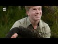 Robert Irwin Rescues an Entangled Black Swan | Crikey! It's the Irwins