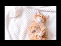 15 Minute Calming Relax Music for Cats and Kittens with Anxiety - Fear - Stress, Deep Soothing