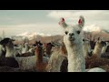 Why Alpacas Are The Most Liked Animal On The Planet 4K