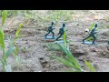 The Trench |plastic army men stopmotion war