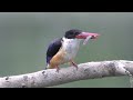 藍翡翠 黑頭翡翠 black capped kingfisher