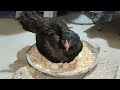 Young hen hatching eggs to chicks first time || Harvesting Eggs to chicks || Nine chicks hatched