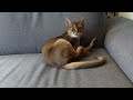 Abyschai, our Abyssinian