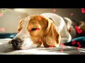 Dog Music Relaxing Sleep Music For Beagle Dogs Puppies ♫ Calm Relax Your Pet ♥ Lullaby For Animals