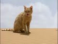 Desert Animals: The Cobra