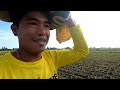 vlog#296 46-0-0 + 14-14-14 ANG GAMIT SA PAGPAPATABA