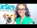 Veterinarian Secrets To Get Your Dog to Eat: Part 1 VLOG 68