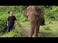 Bach on Piano for Blind Elephant