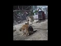 🤣😅 Try Not To Laugh Dogs And Cats 🤣😍 Funny And Cute Animal Videos 2024 # 17