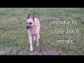 Dog with a Neurological Disorder