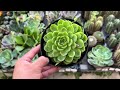 New Proven Winners Houseplants at the Home Depot! Big Box Store Plant Shopping!