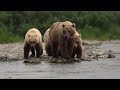 The Most Beautiful Footage of Bears You’ve Ever Seen (4K)