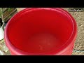 How to Process Rice Wash Water Very Easy 5 Days Ready to Use