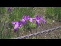 本土寺の菖蒲と紫陽花(BMPCC 4K + Davinci Resolveでカラーグレーディング)
