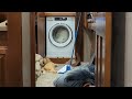 2022, Kitty and Washing Machine