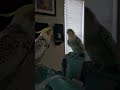 mirror.birb 2