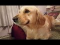 Guilty Golden Retriever dog tries to smile herself out of trouble. Cute doggo