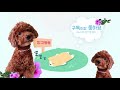 움직이는 장난감 처음 본 강아지 반응~Dog reaction to moving toy car