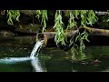 Meditation music with the soothing sound of water ⏱️5 to 10 minutes reminder - Relieve worry, anxiet