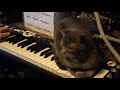 Bob the Cat Jams with me on Synth