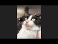 😂 Funniest Cats and Dogs Videos 😺🐶 || 🥰😹 Hilarious Animal Compilation №184