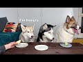 Funny Dog Reaction to Vegetables! Husky Tasting Different Foods